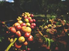 Coorg, Kodagu Kaffeeplantagen 