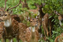 außergewöhnliche Reiseziele, kabini indien 