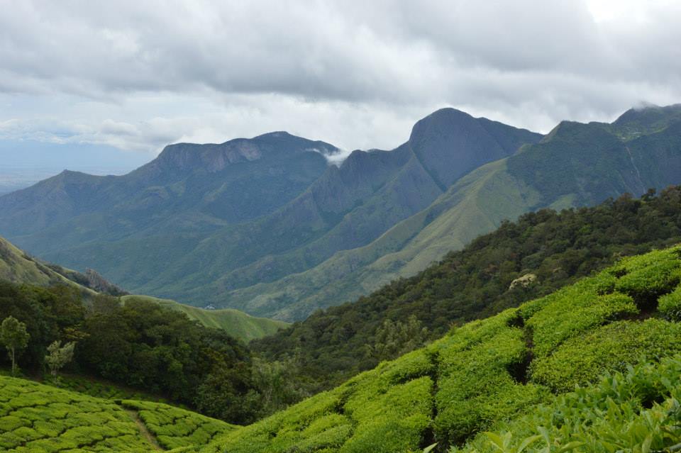 Tea Plantations in Munnar (Photo Credits)