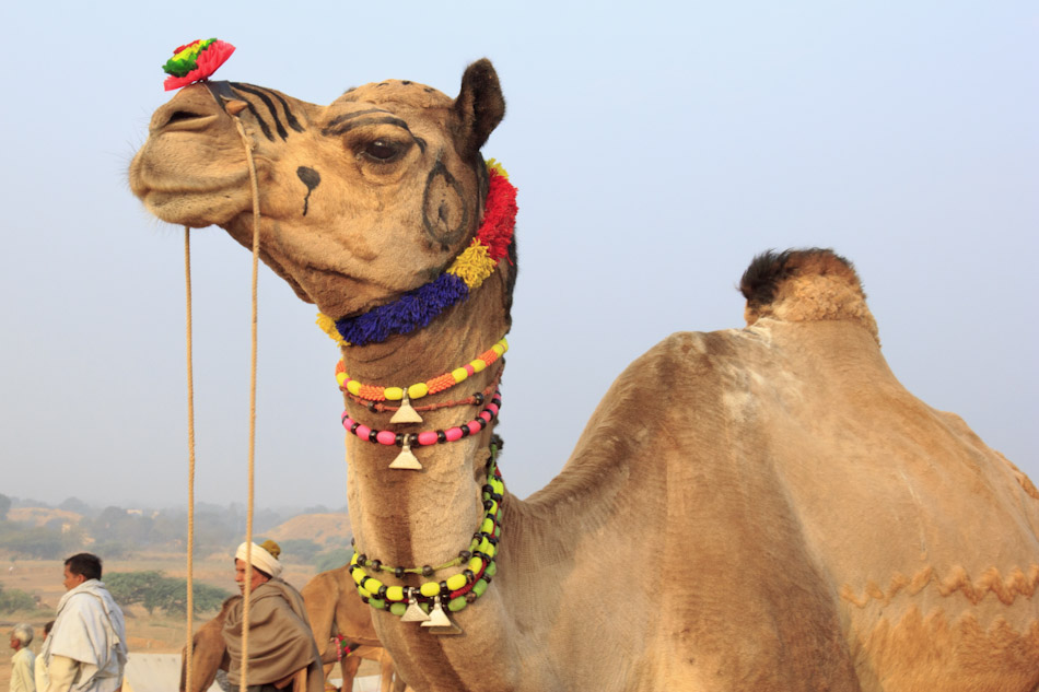 Pushkar Camel Fair (Photo Credits)