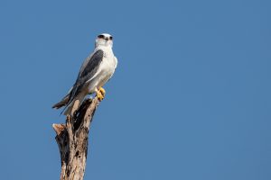 Tadoba National Park, migratory birds, safari in Maharashtra