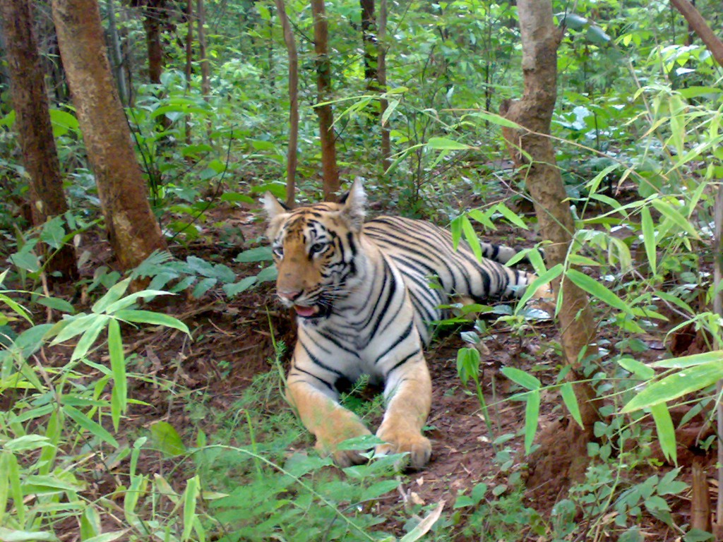 Tiger Spotted on a safari in Tadoba