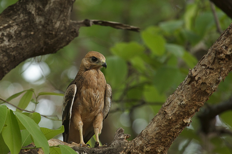 Places to spot rare birds in India