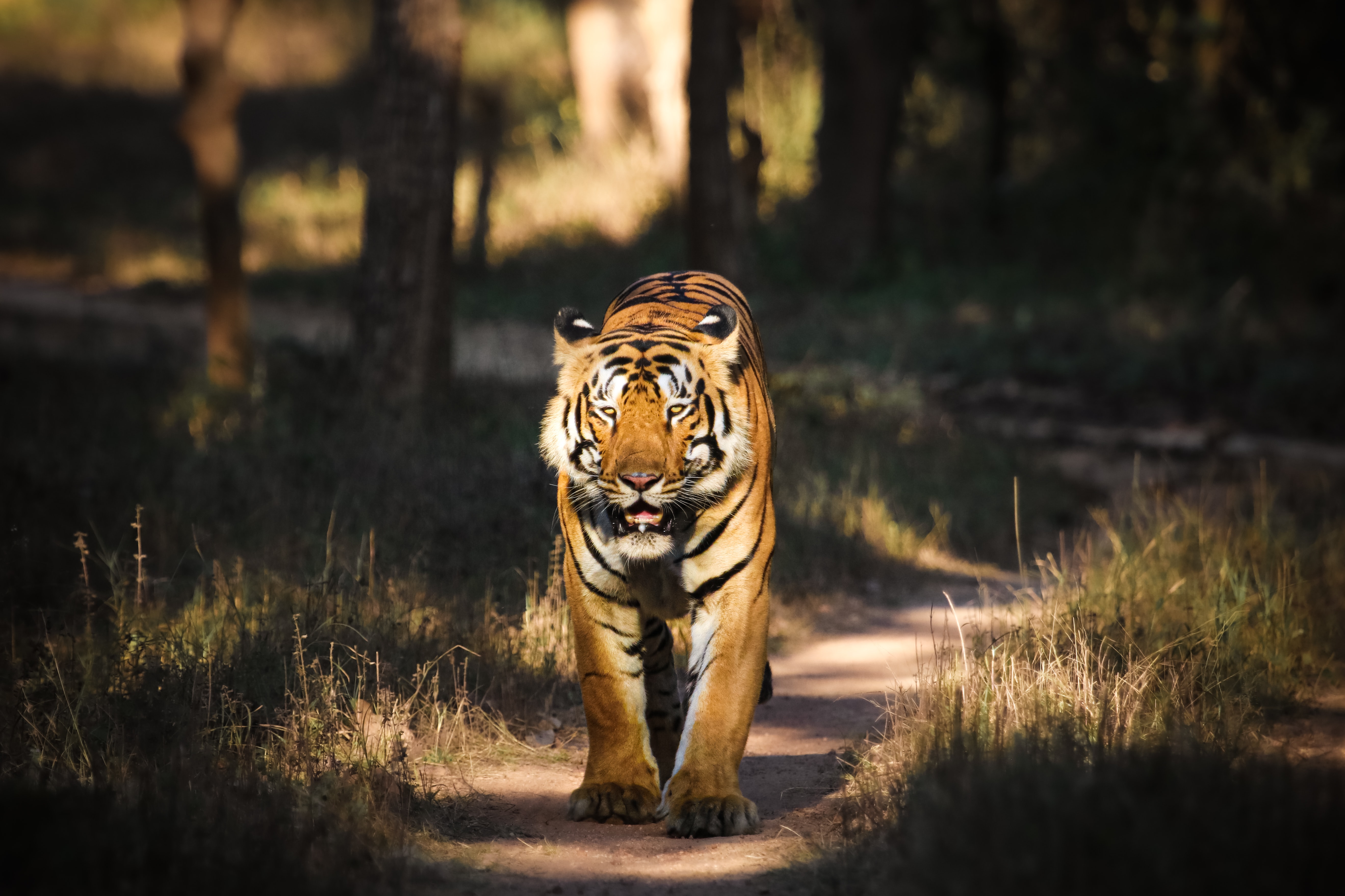 tiger spotted in tadoba national park