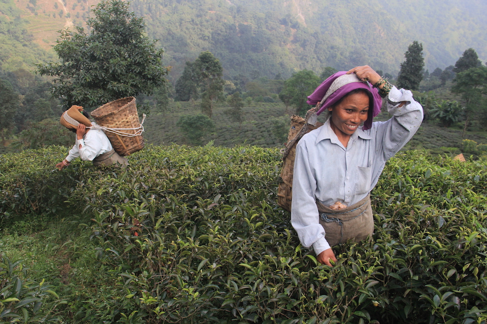 darjeeling, flights to india, northeast, tea gardens, tea