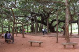 auroville