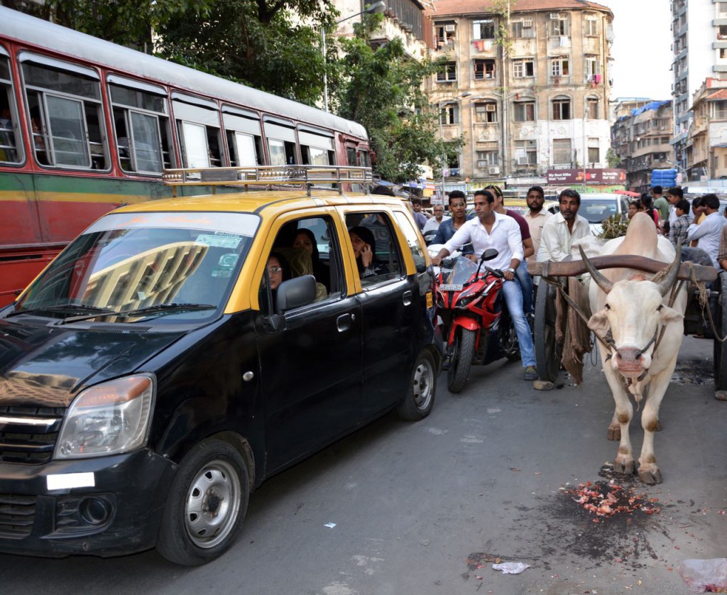 Bombay_MuttonStreet_Cow