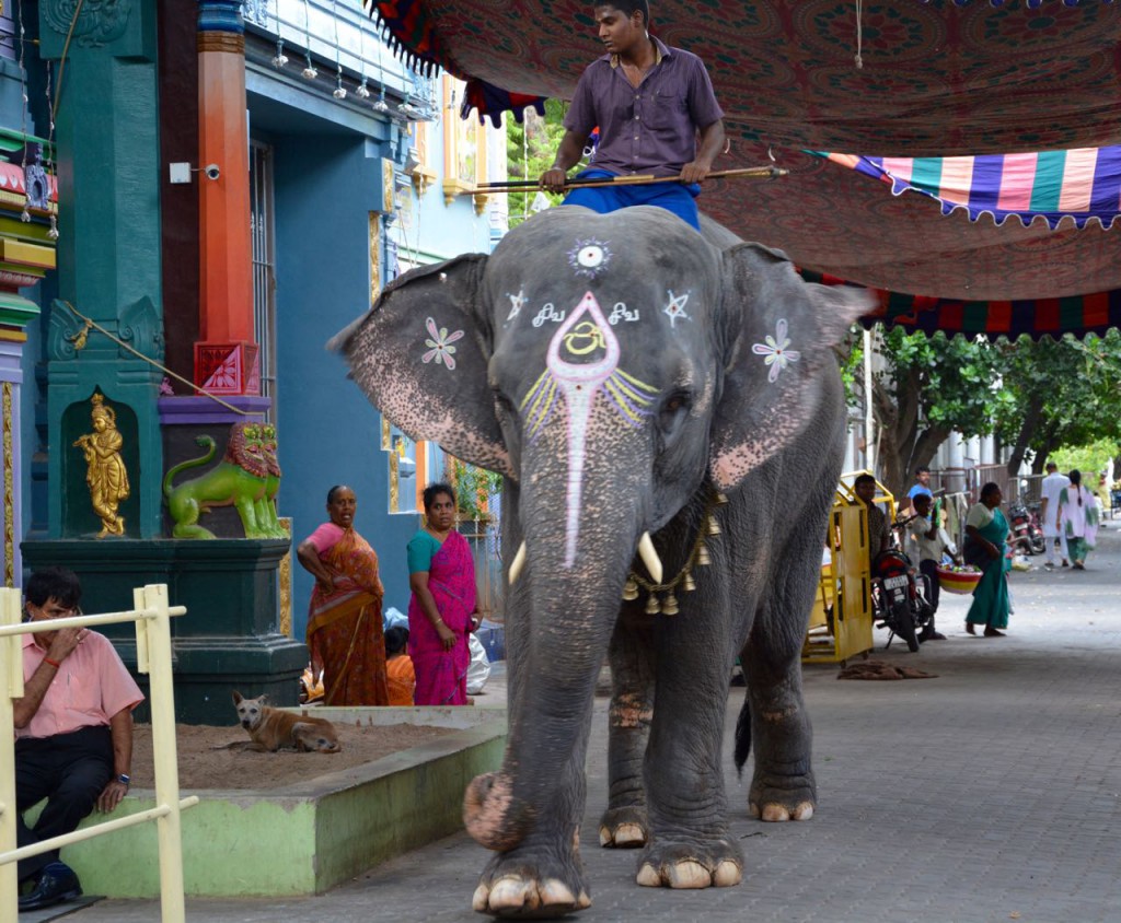 Pondicherry_Tempel_Elefant