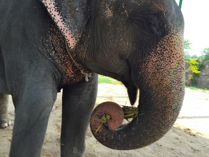 ramblinarium. elefantastic. jaipur, india