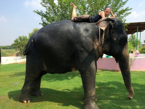 ramblinarium. elefantastic. jaipur, india