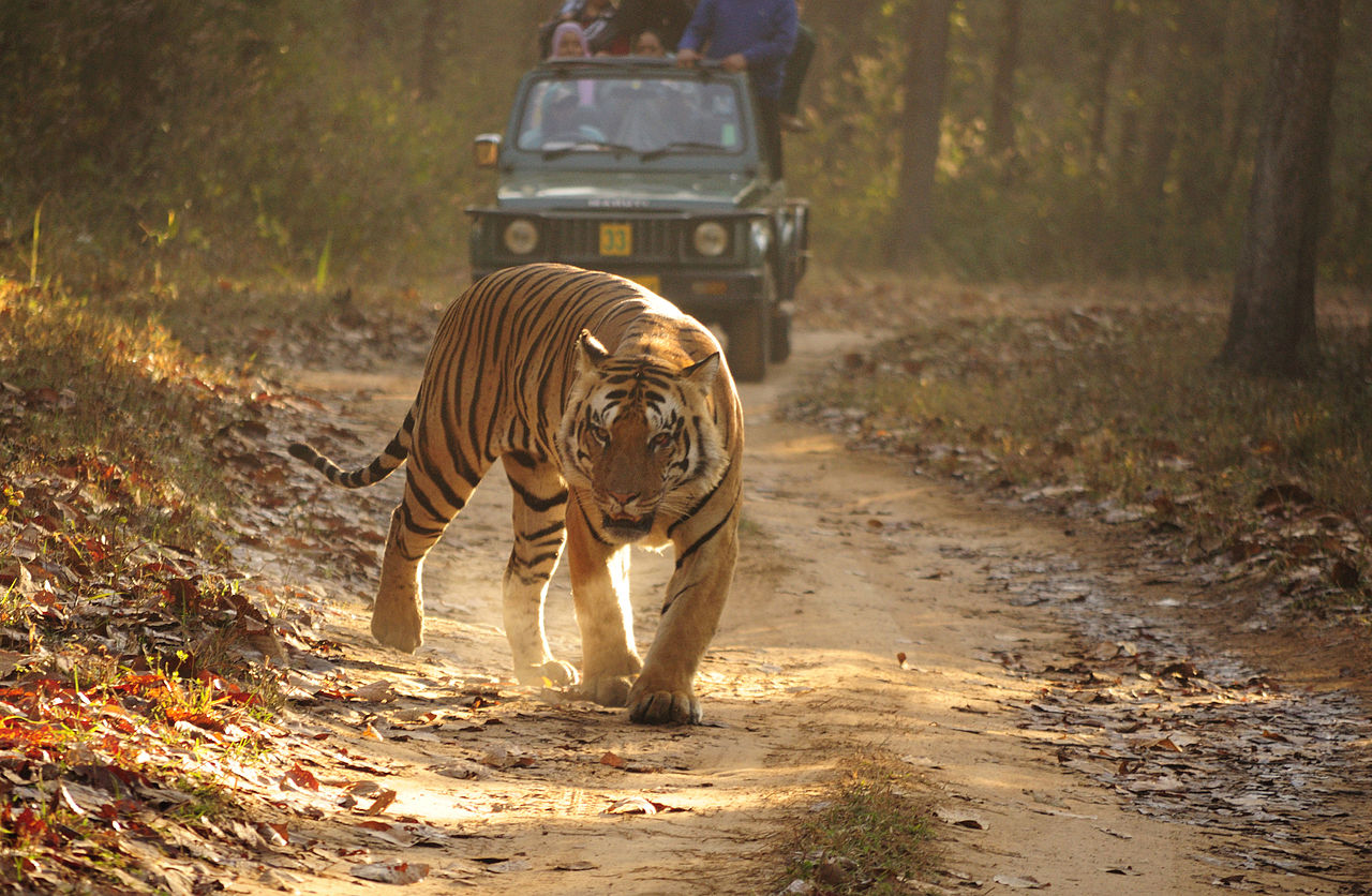Die besten Nationalparks für Tigersafari in Indien