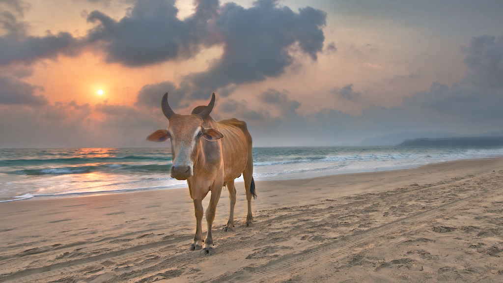 Agonda Beach