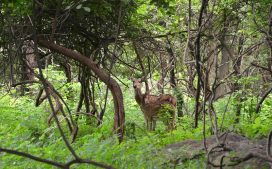 balphakram national park