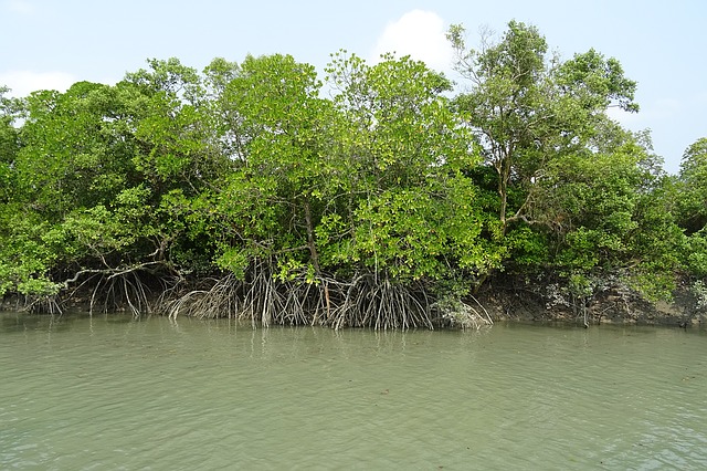 Halophyte of west bengal, National Parks in North India