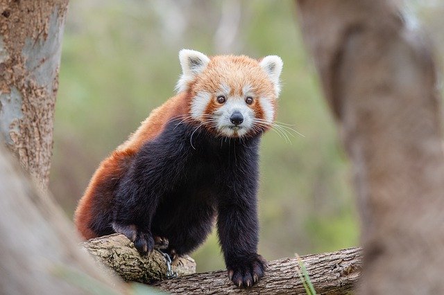 adorable and cute Panda, National Parks in India