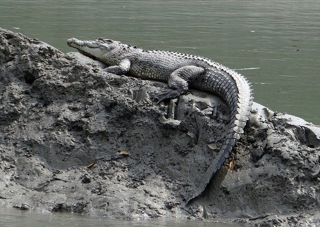 The mugger crocodile