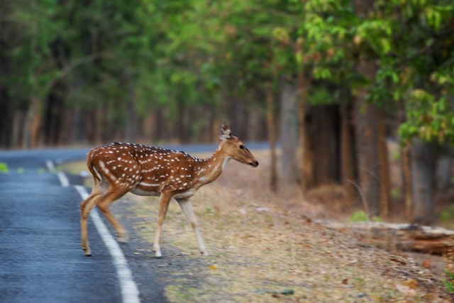 spotted buck, wildlife photography in India