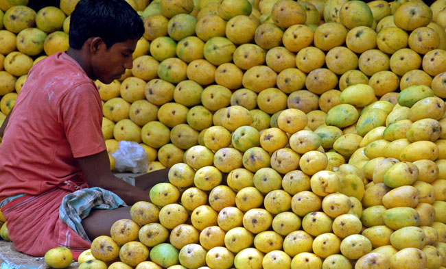 Les mangues en Inde