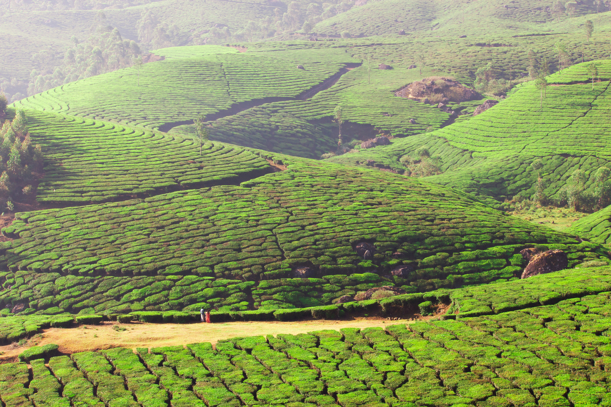 Indienreise: Teeplantagen in Munnar