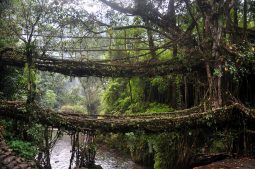 wurzelbrücke, meghalaya, nordosten indiens