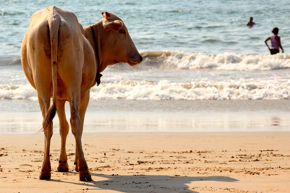 Indien Kultur, Beste Reisezeit Indien