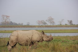 kaziranga, Nashorn