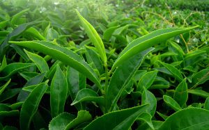 Eine Teepflanze in Munnar