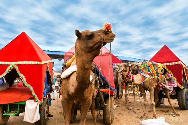 the grand camel fair in Pushkar, Festivals around India