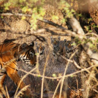 Ranthambore Bagh