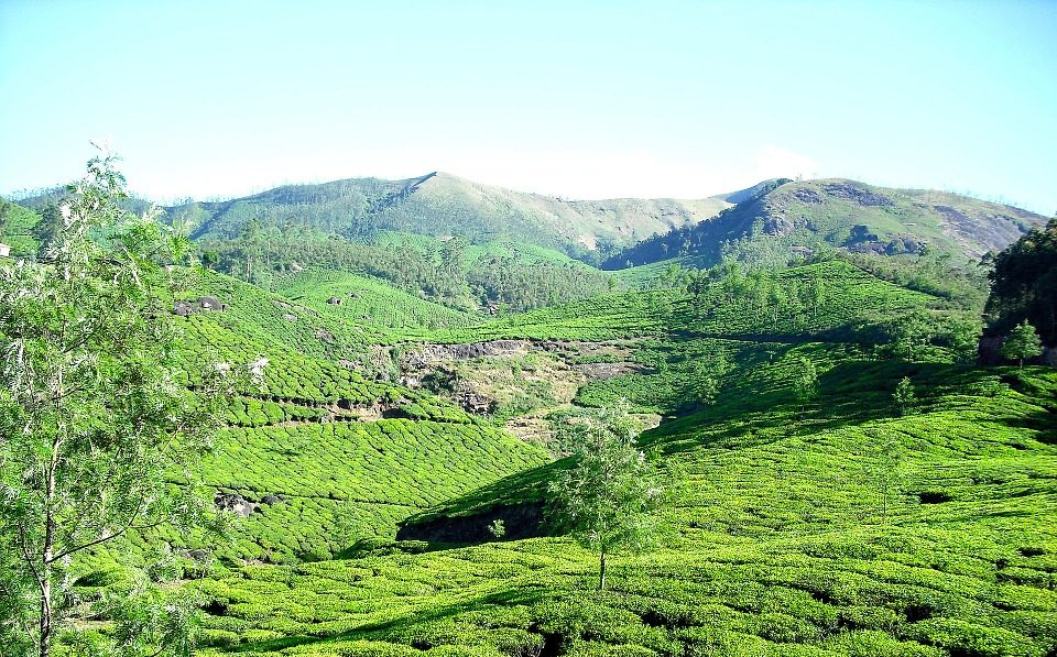 Südindien Kerala Munnar tea plantation