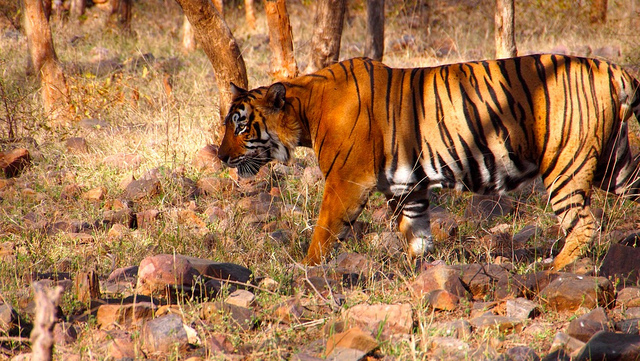 inde du nord - Ranthambore – repérer un tigre.