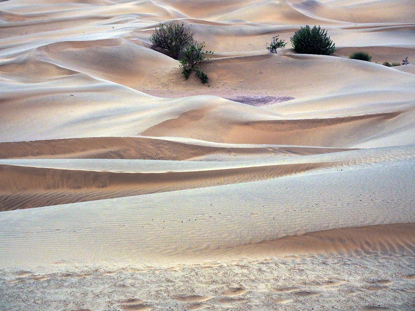 Take a trip to the Rajasthan desert