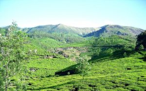 Teefelder in Munnar