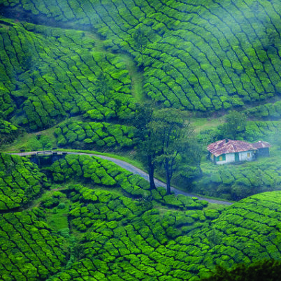 Munnar Tea plantations