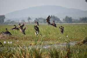 Circuit d’ Orissa - La park des oiseaux 