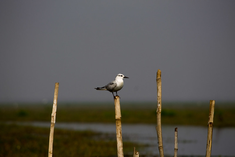 Migratory birds at chilka lake orissa