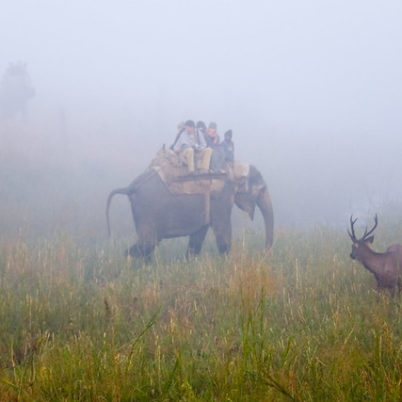 Jim Corbett National Park, India