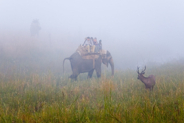 Jim Corbett National Park, India 