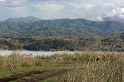 jim corbett