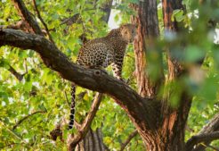 leopard südindien, wilde tiere in indien 