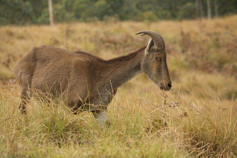 Wildlife photograpy in India