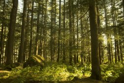 manali, himalaya indien, shoja nationalpark