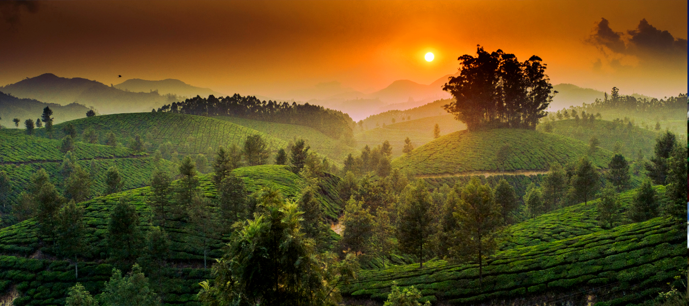 Munaar, Kerala, Kerala Indien