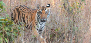 kanha nationalpark 