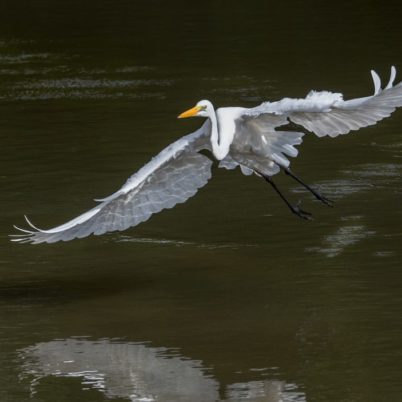 White Stork, Jim Corbett National Park