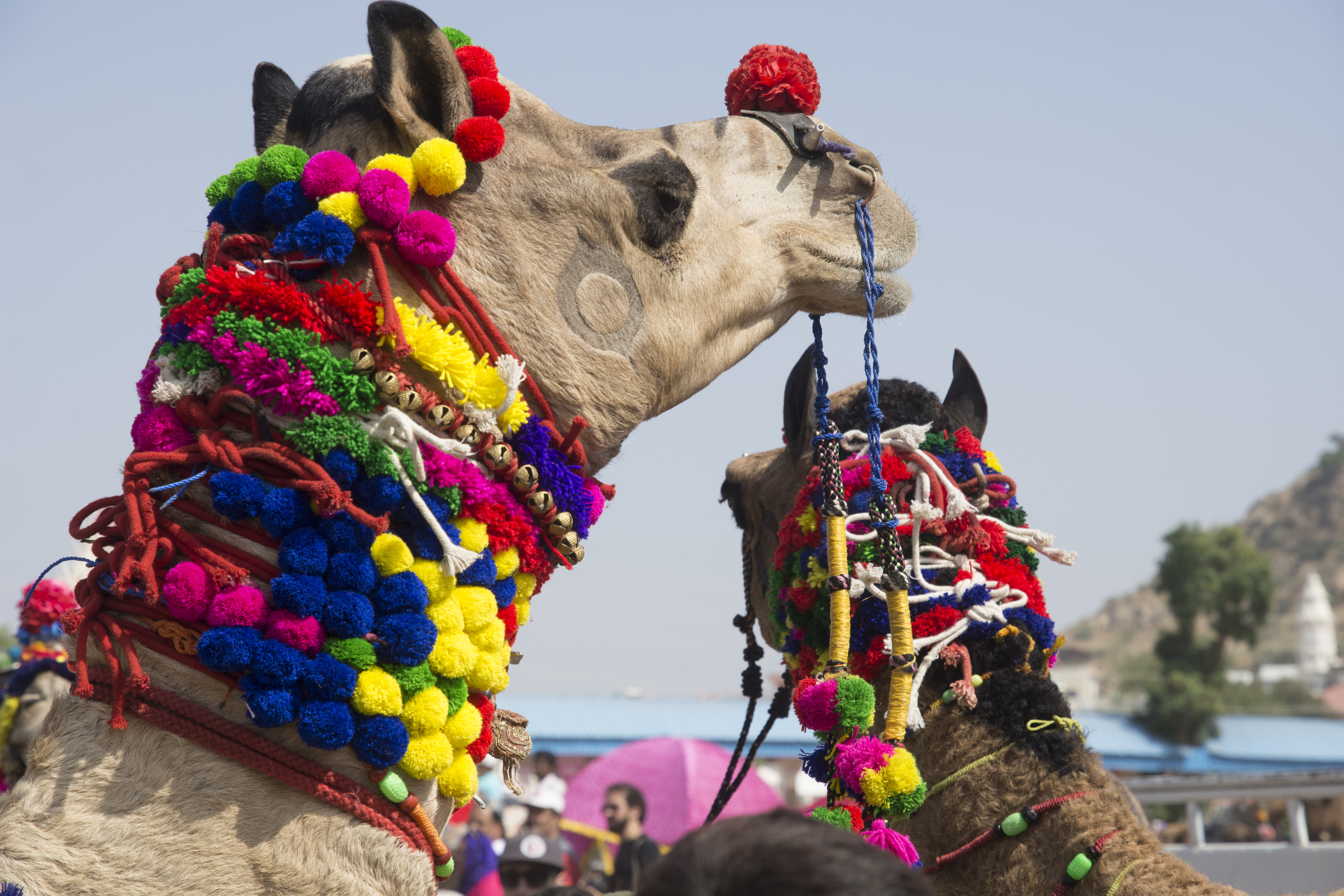 Pushkar Camel FAir