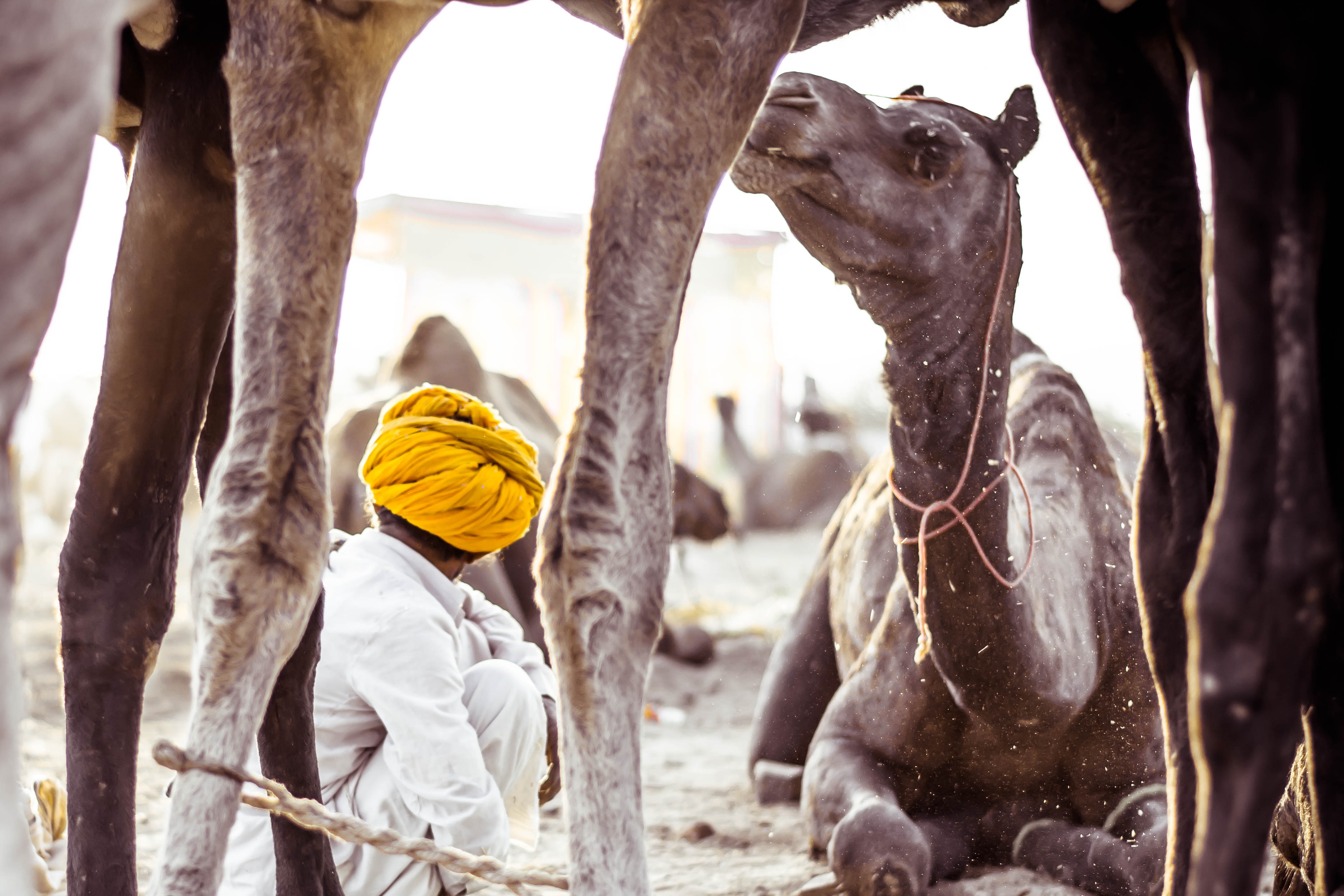 Kamele Rajasthan