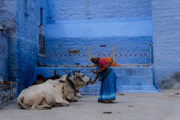 nordindien, rajasthan