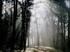 indischer Dschungel, kanha national park