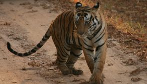 tiger in indien, kanha nationalpark 